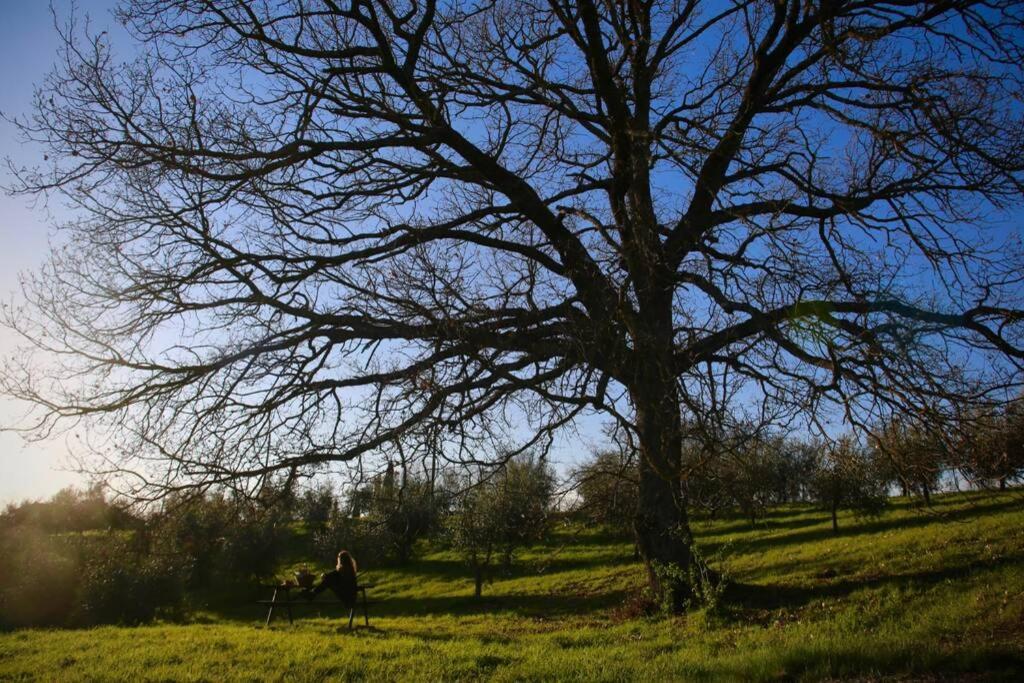 La Casina Della Quercia, Your Tuscan Oak Tree House Osteria Delle Noci Dış mekan fotoğraf